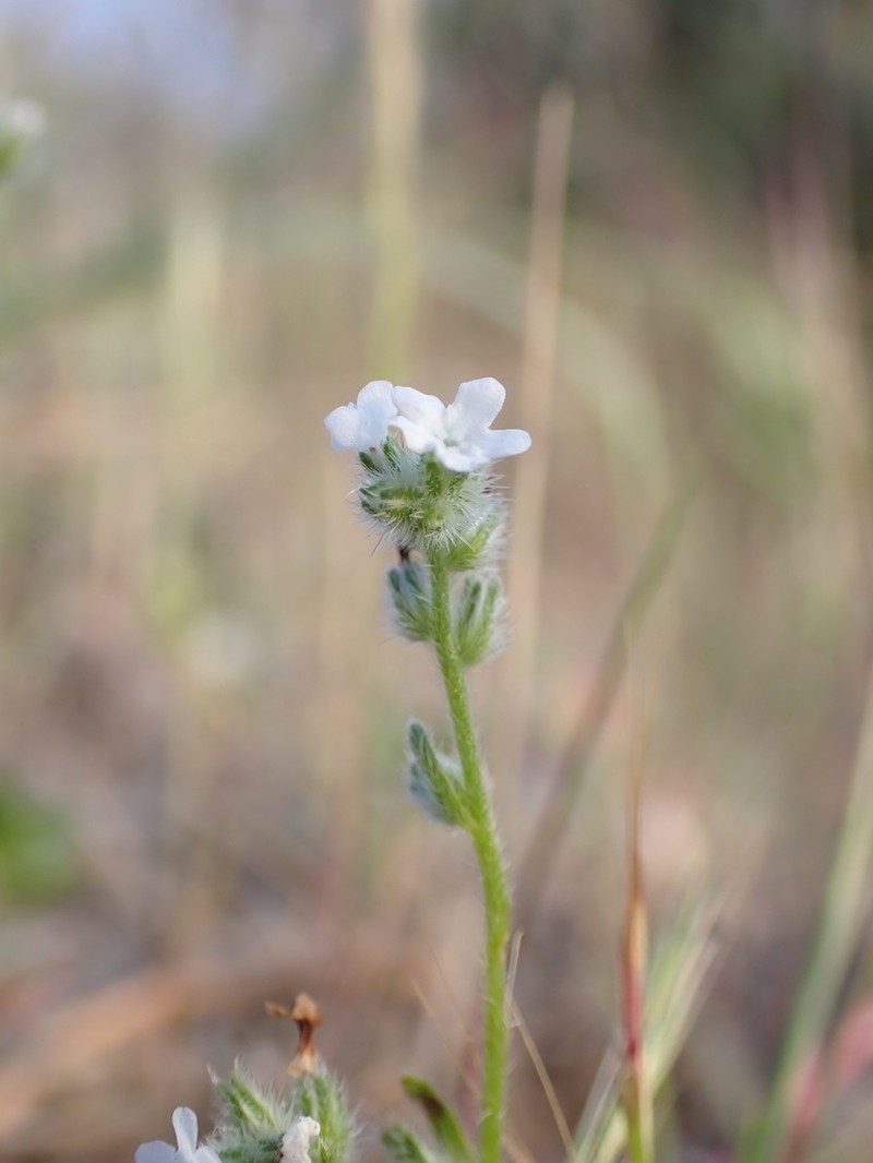 Wiggins' Cryptantha photo 5