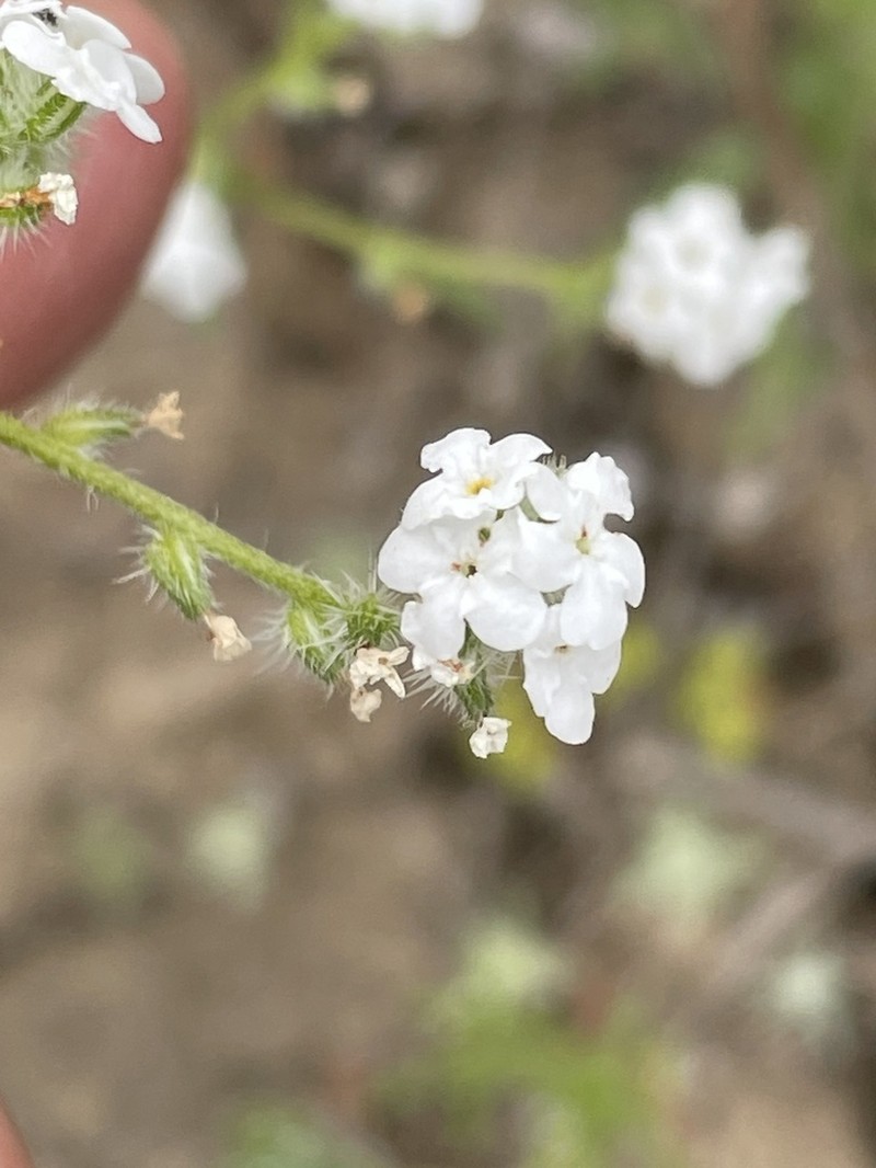 Wiggins' Cryptantha photo 6