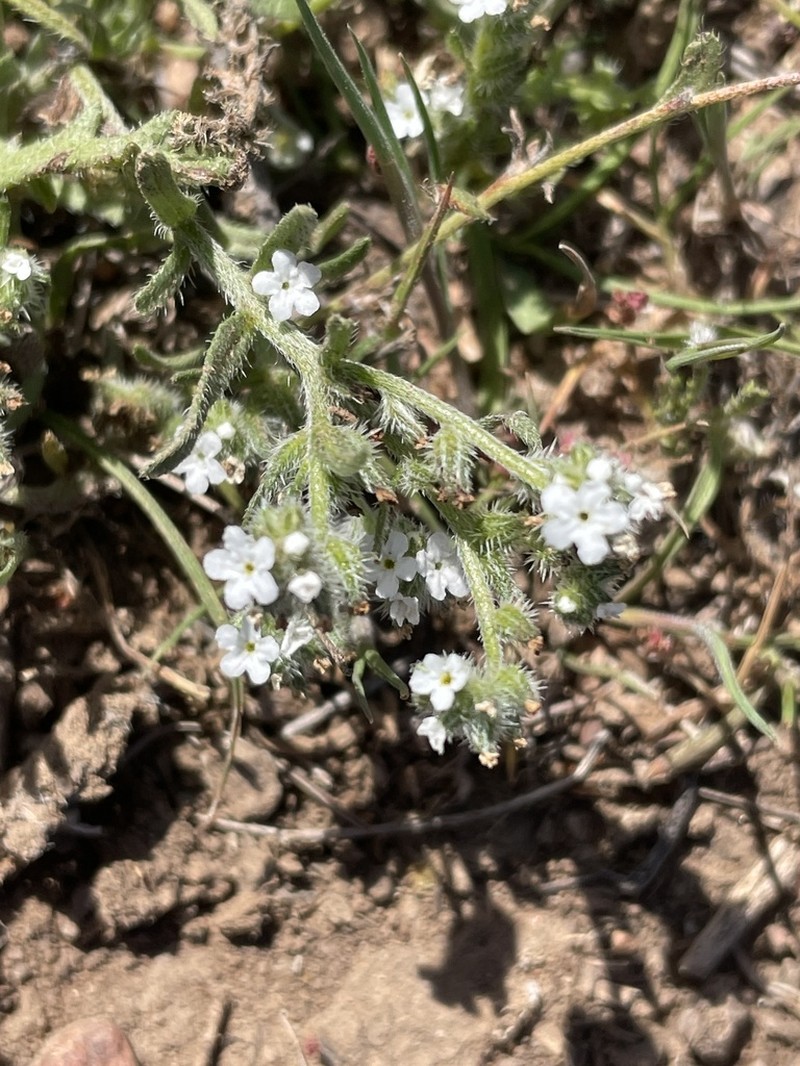 Wiggins' Cryptantha photo 7