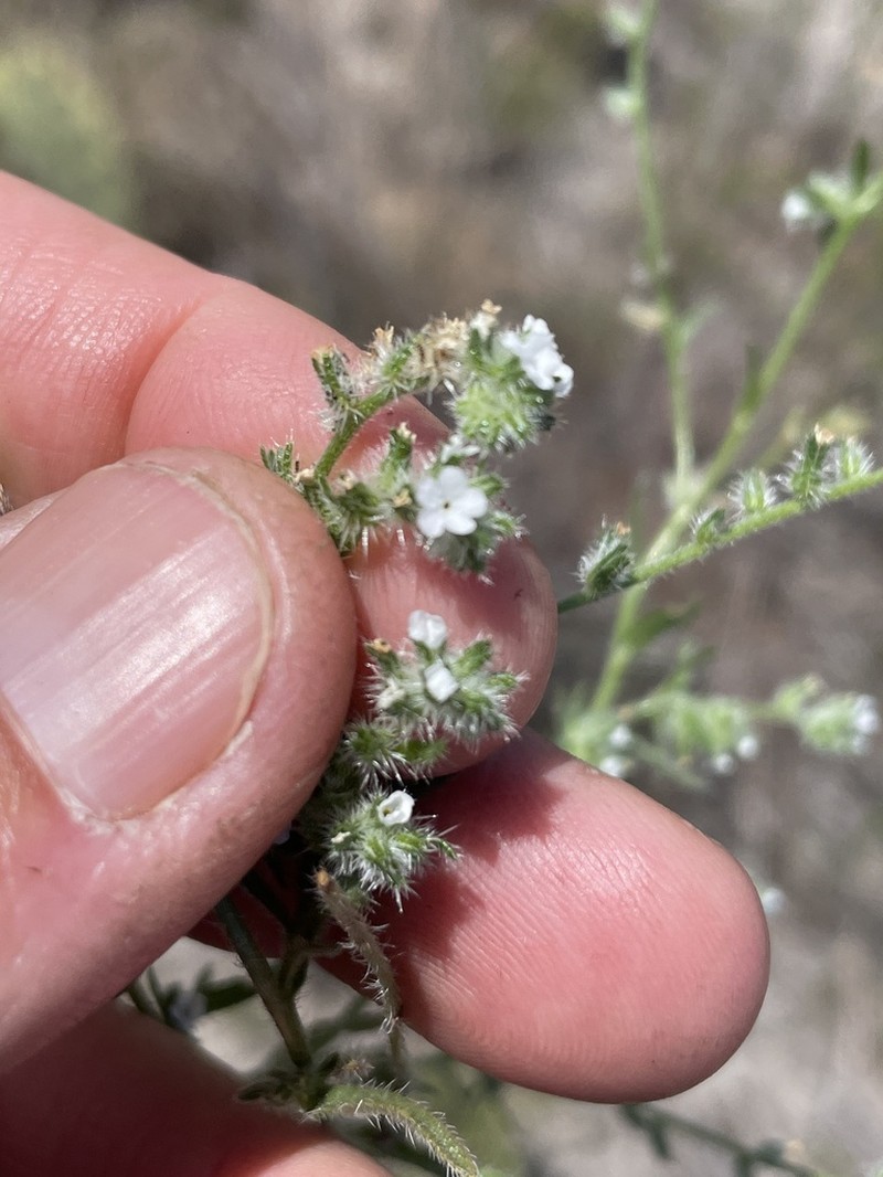 Wiggins' Cryptantha photo 8