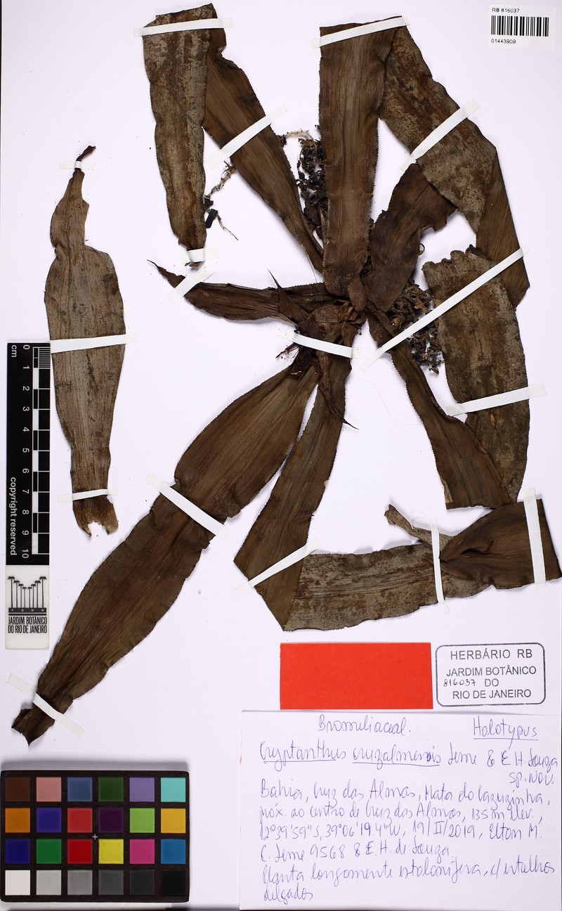 Cryptanthus cruzalmensis