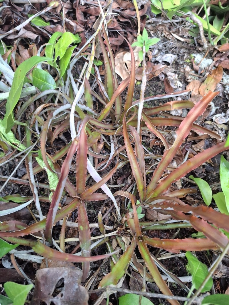 Cryptanthus euglossinii