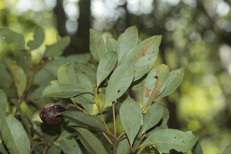 Cryptocarya adpressa photo 2