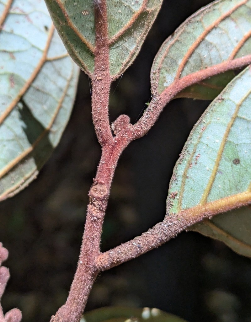 Cryptocarya barrabeae