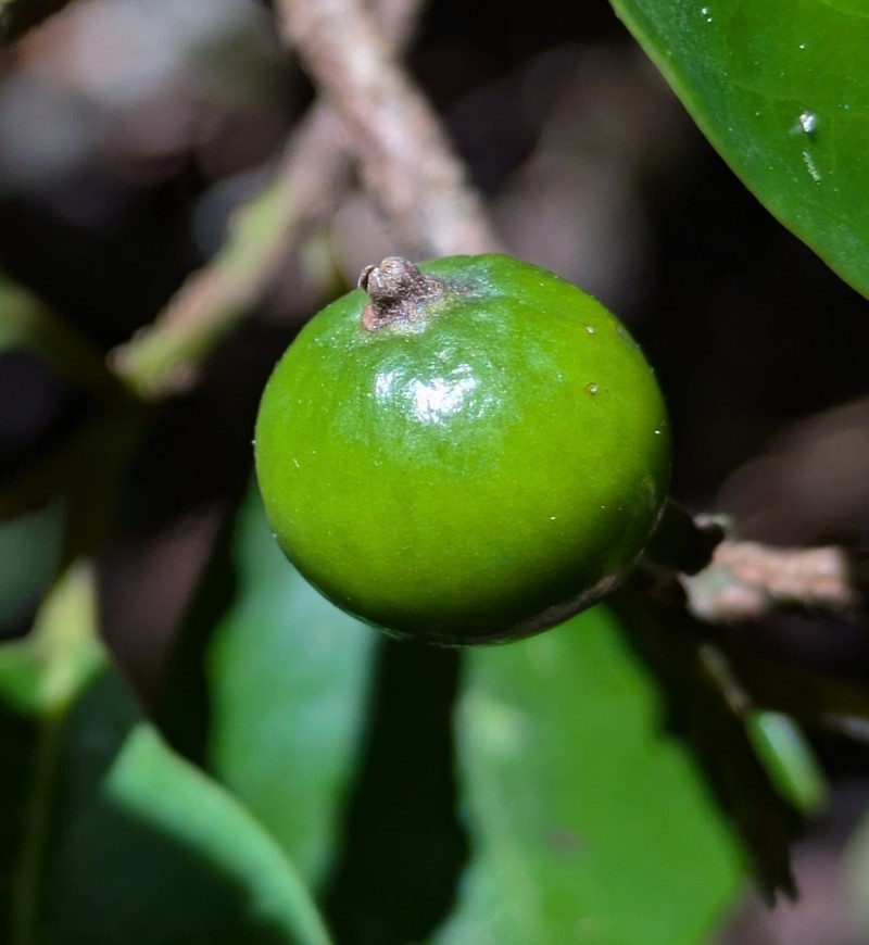 Cryptocarya conduplicata