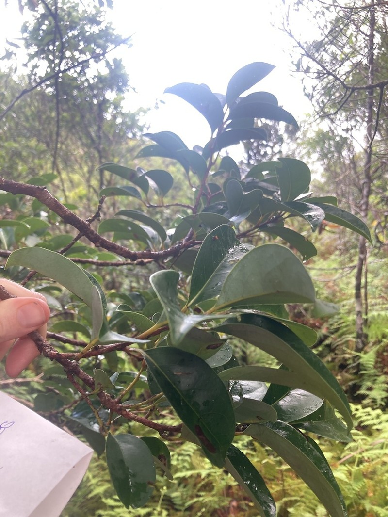 Cryptocarya conduplicata photo 2