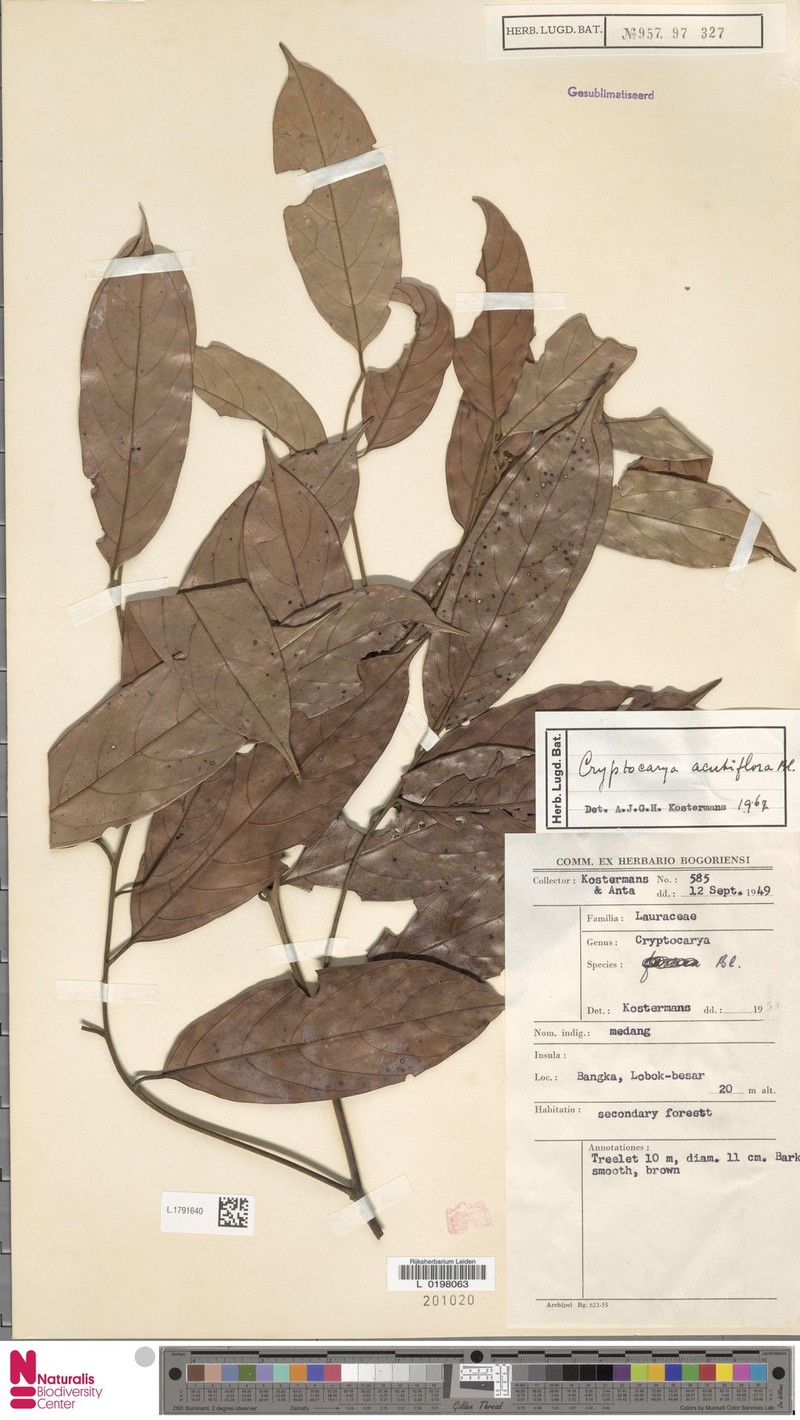 Cryptocarya malayana