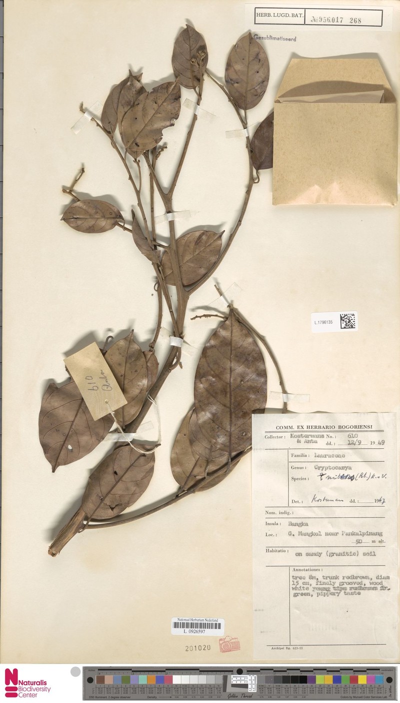 Cryptocarya malayana photo 2