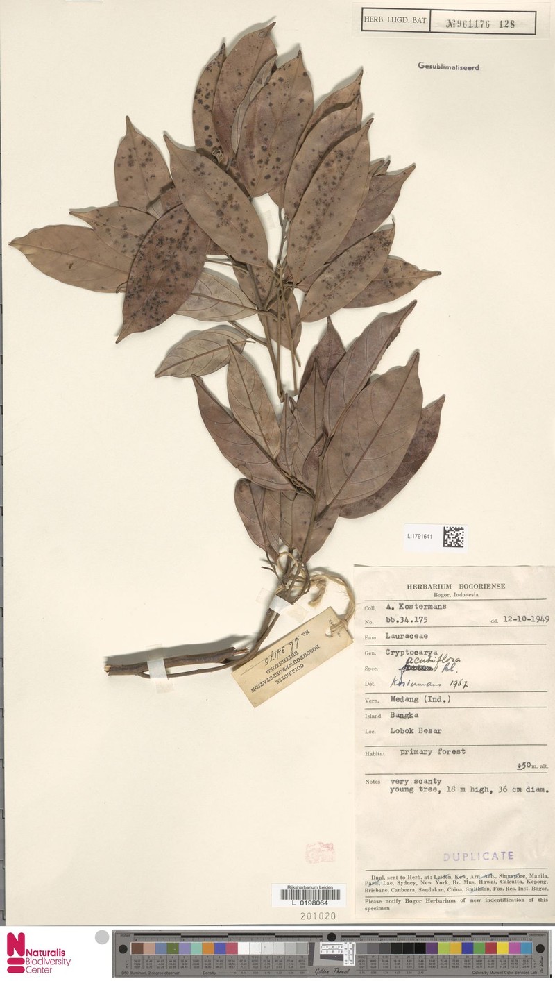 Cryptocarya malayana photo 3