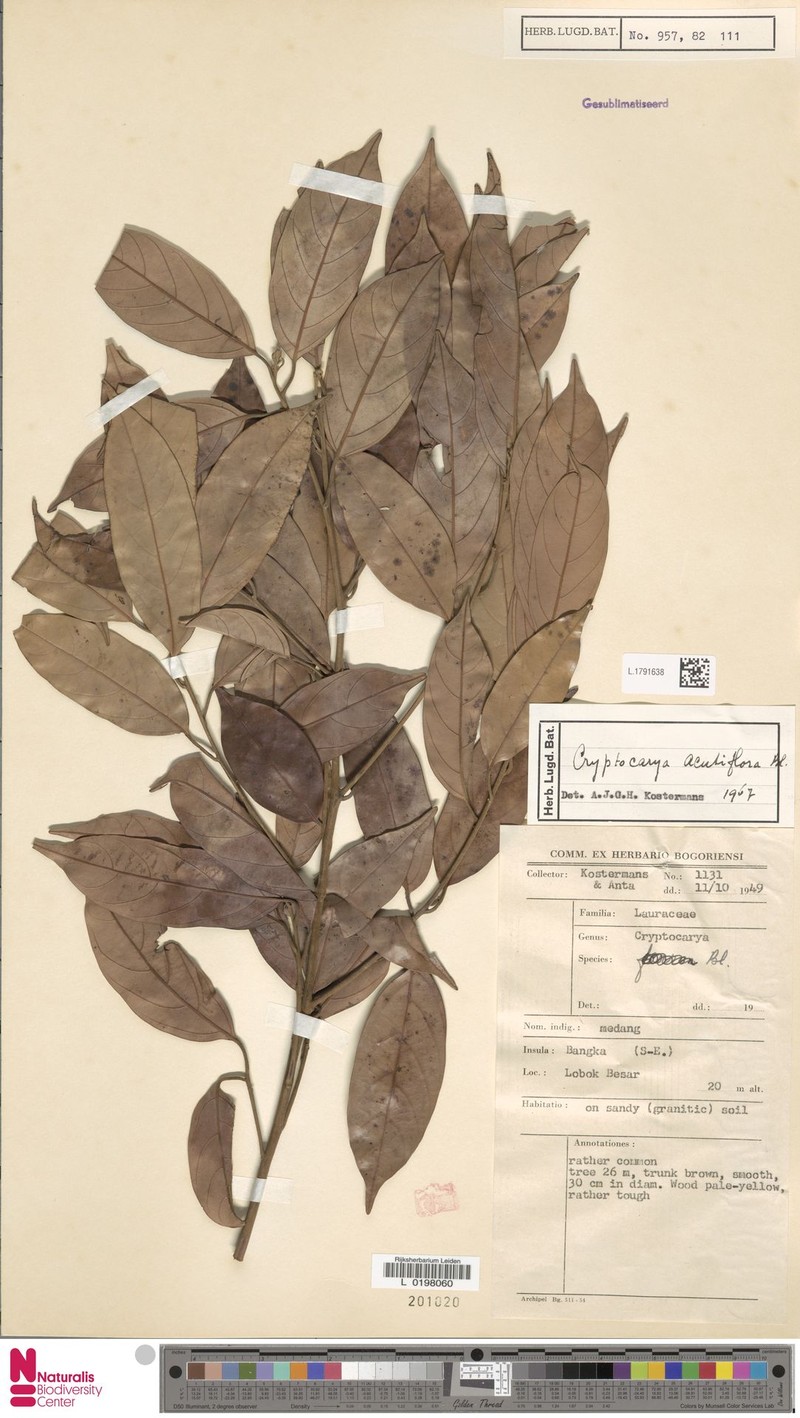 Cryptocarya malayana photo 4