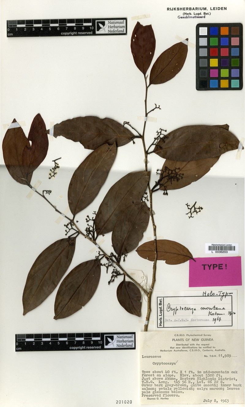 Cryptocarya montana