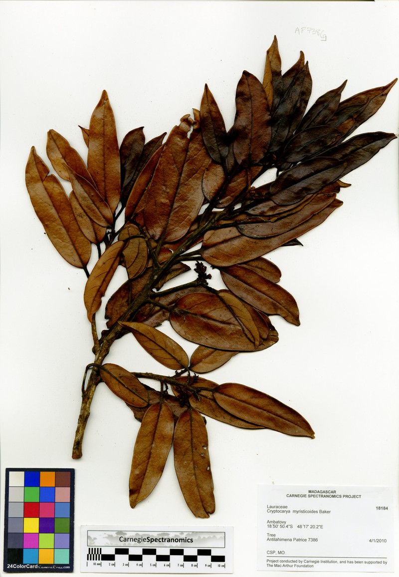 Cryptocarya multiflora