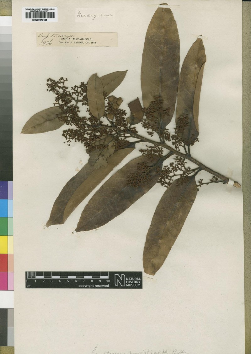 Cryptocarya multiflora photo 2