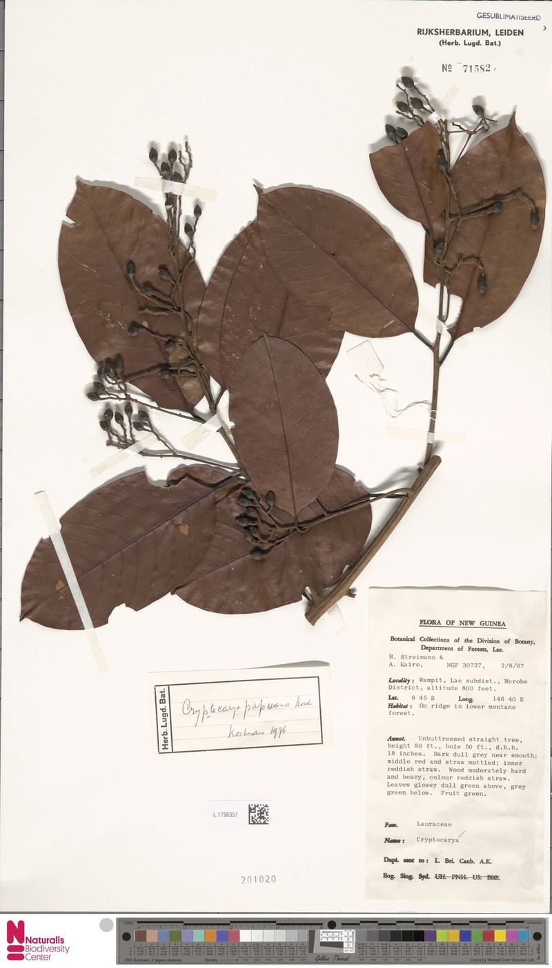 Cryptocarya papuana