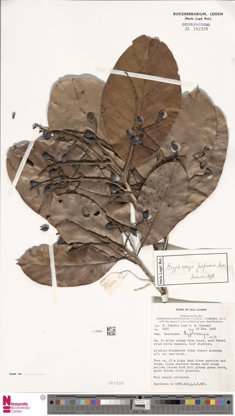 Cryptocarya papuana photo 2