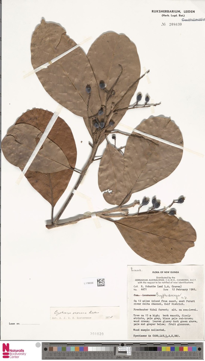 Cryptocarya papuana photo 3