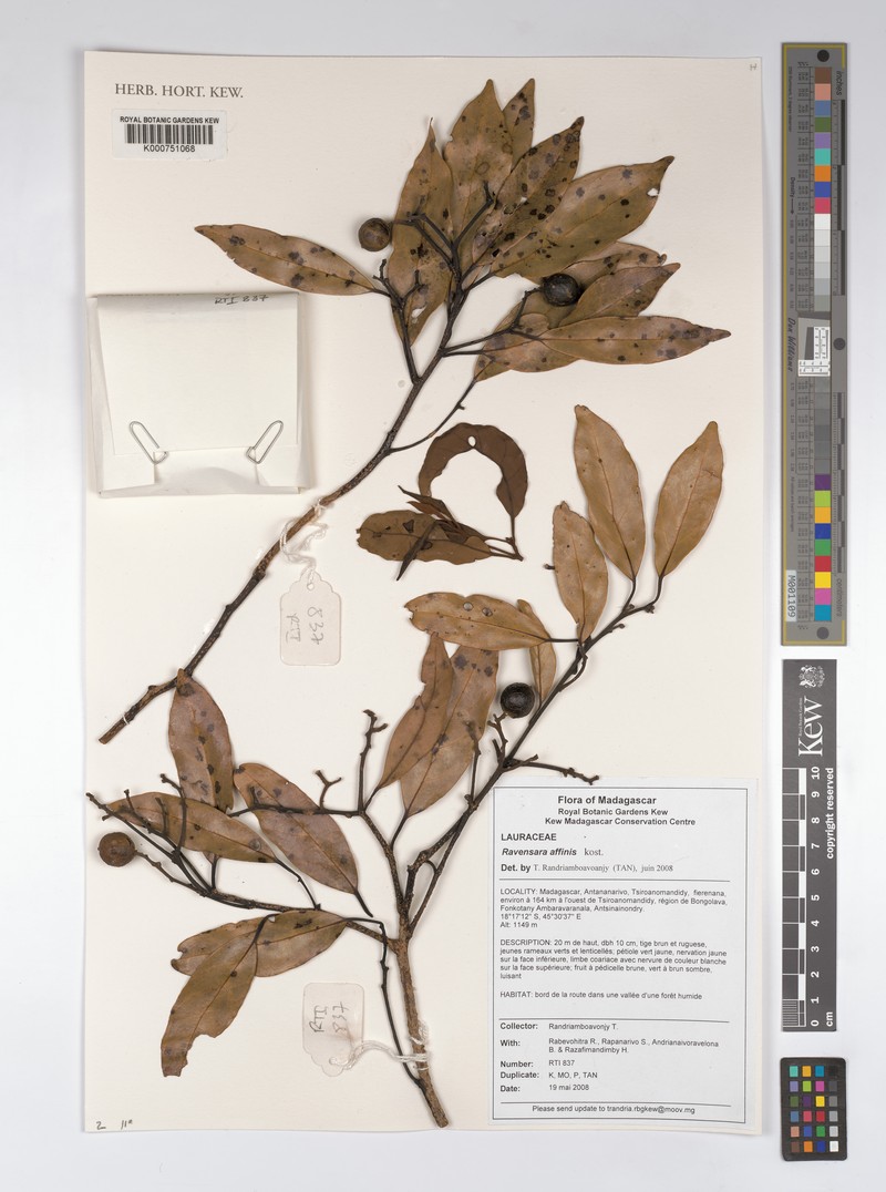 Cryptocarya petiolata