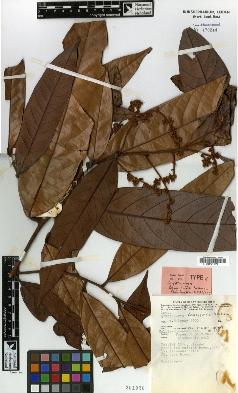 Cryptocarya stenophylla