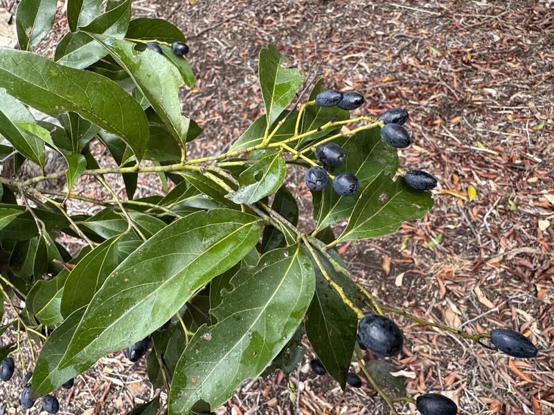 Cryptocarya triplinervis var. triplinervis
