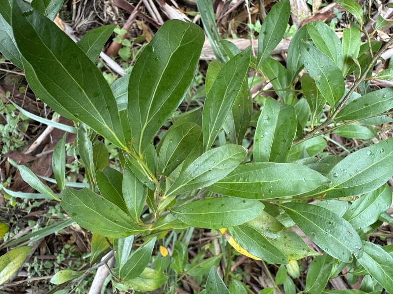 Cryptocarya triplinervis var. triplinervis photo 2