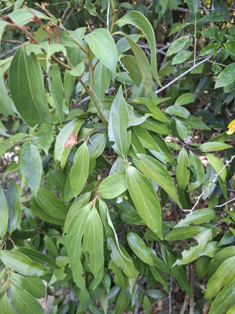 Cryptocarya triplinervis var. triplinervis photo 3