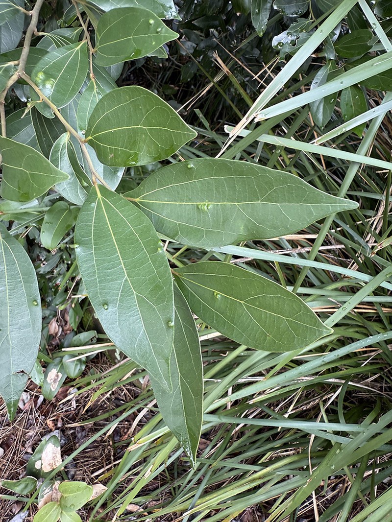 Cryptocarya triplinervis var. triplinervis photo 4