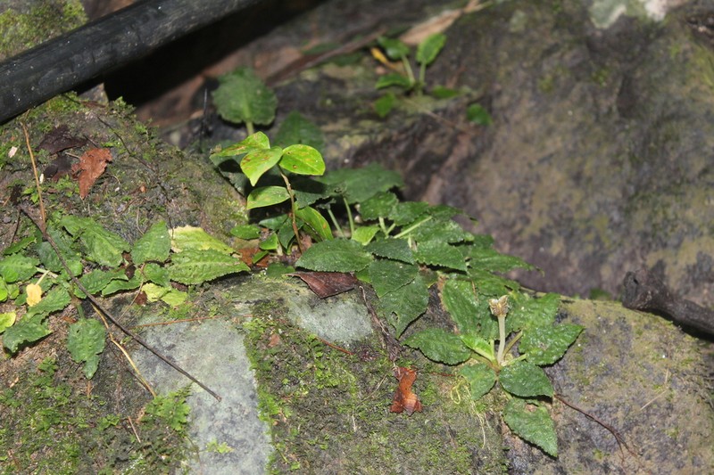 Cryptocoryne esquerionii