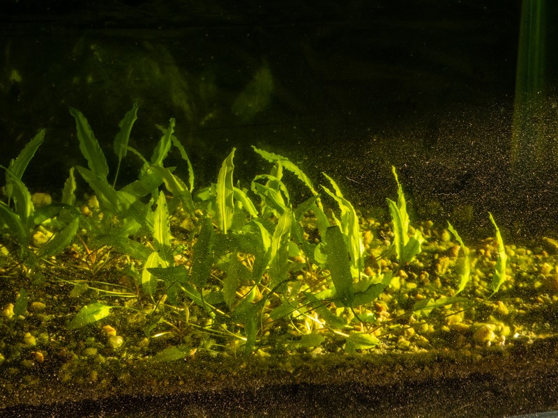 Wendt's Water Trumpet photo 4