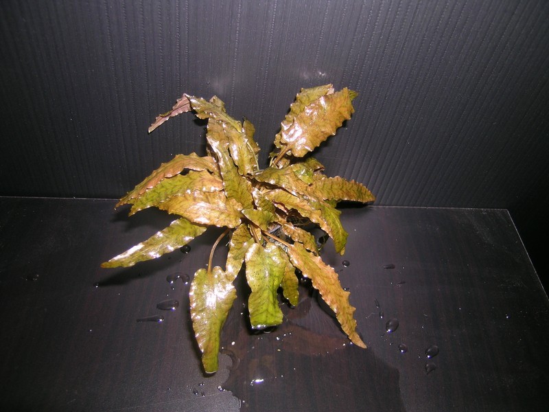 Wendt's Water Trumpet photo 2