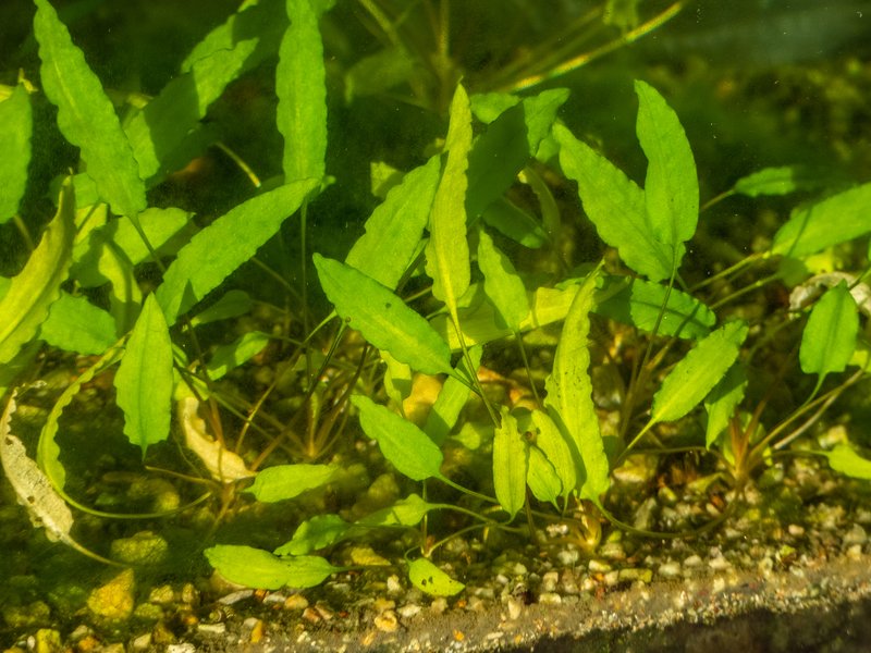 Wendt's Water Trumpet photo 6