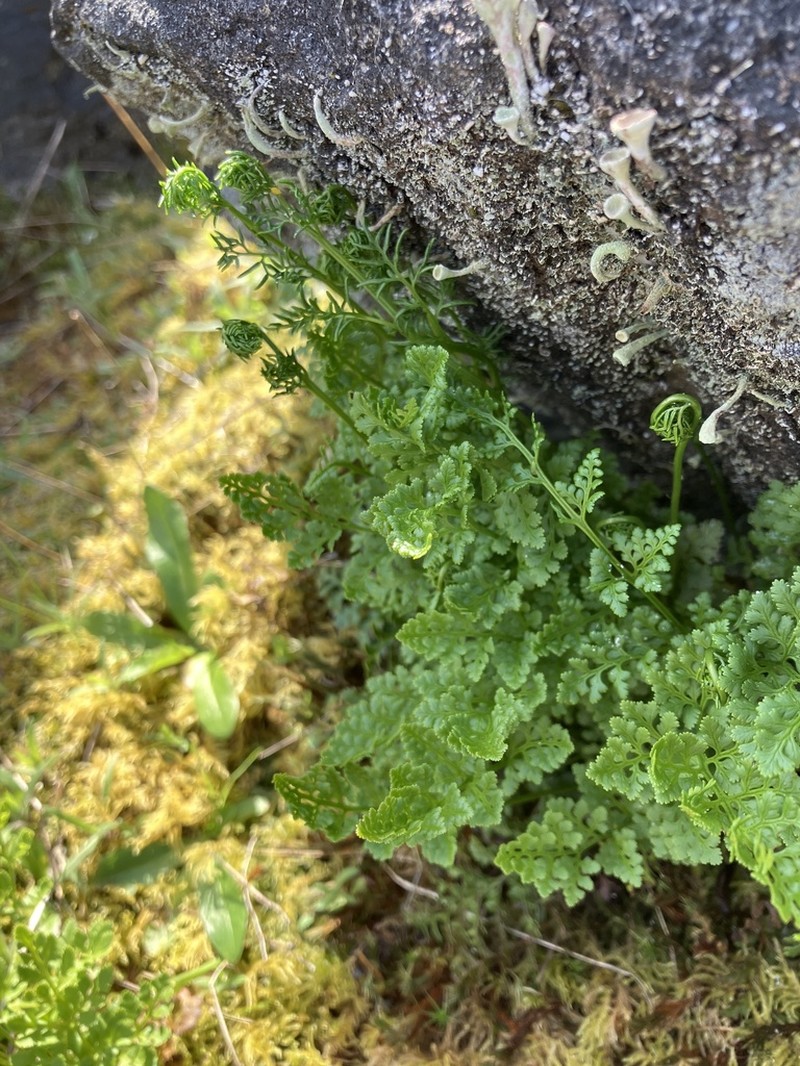 American Rockbrake photo 8