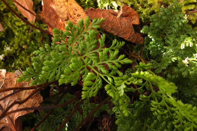 Cryptogramma brunoniana