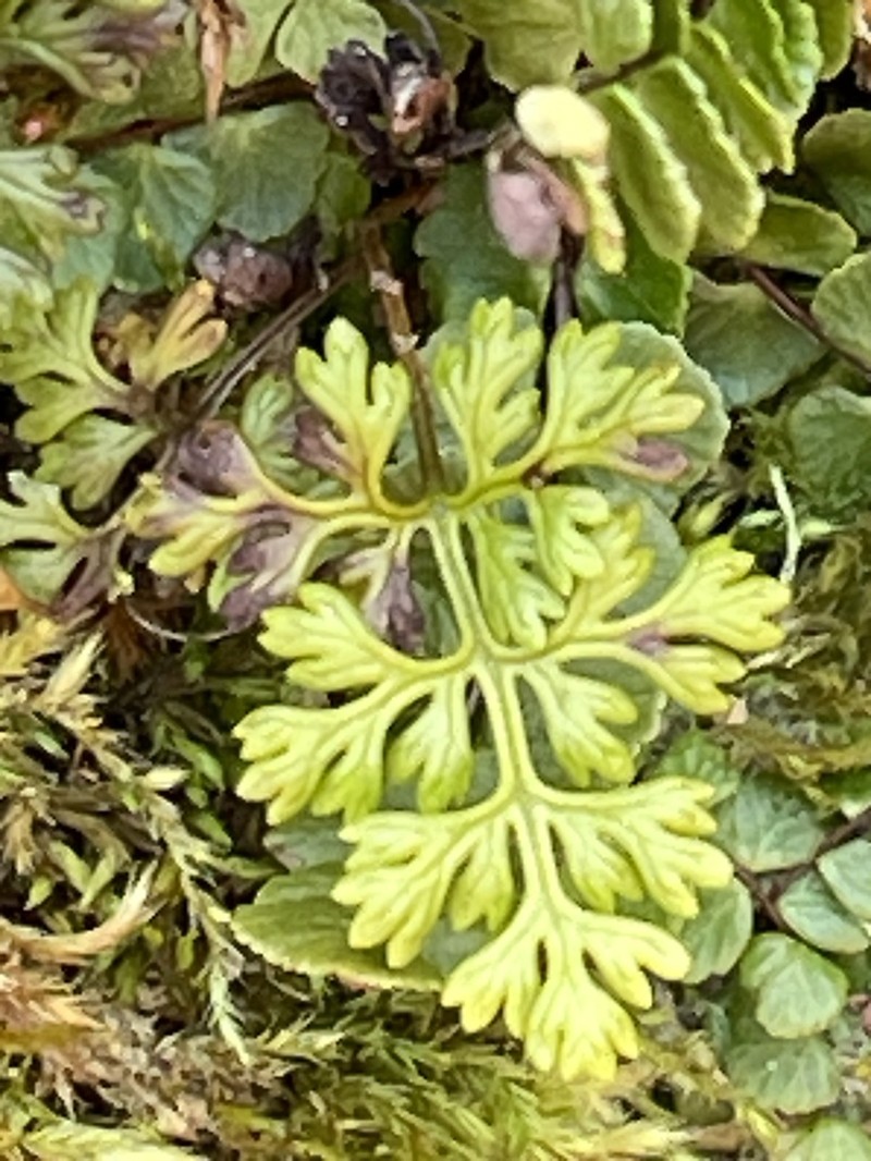 Cryptogramma brunoniana photo 2