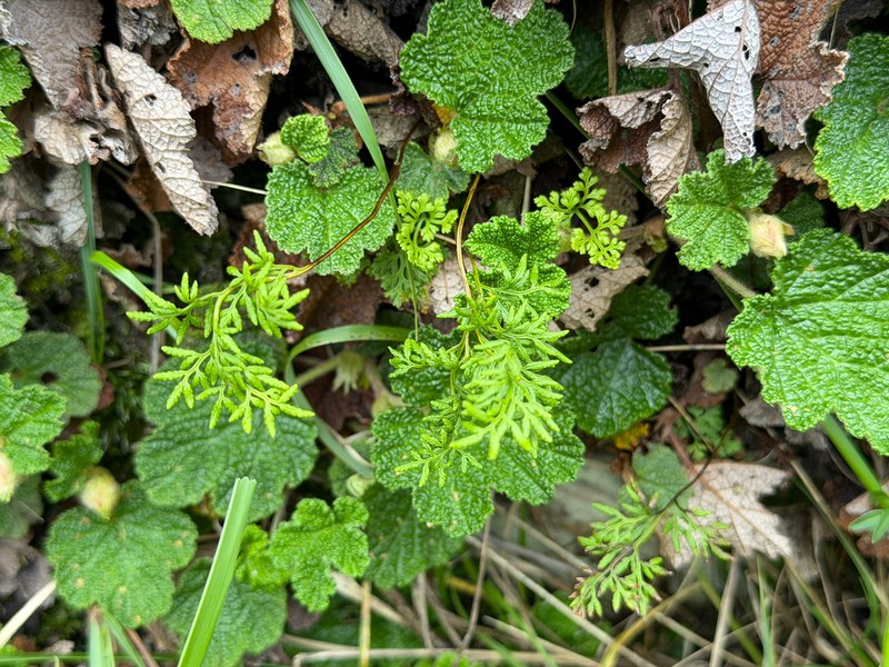 Cryptogramma brunoniana photo 3