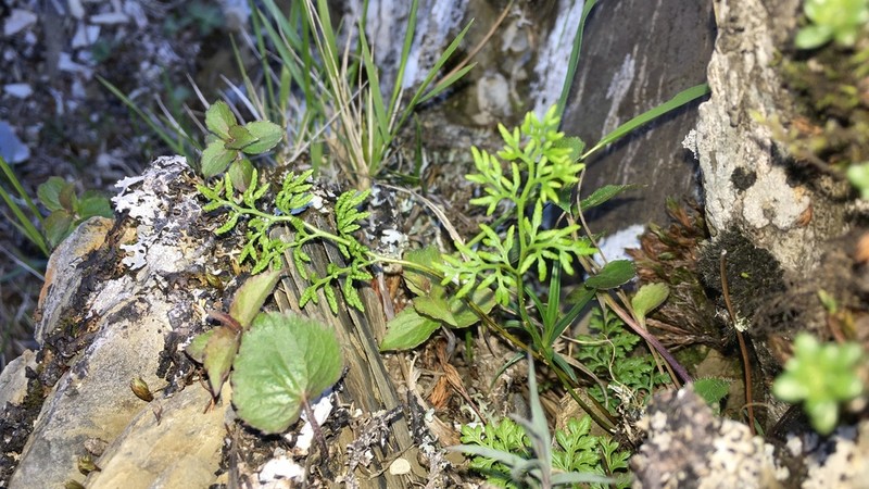 Cryptogramma brunoniana photo 4