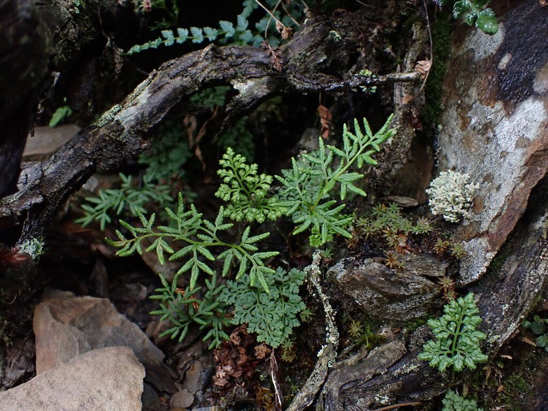 Cryptogramma brunoniana photo 6