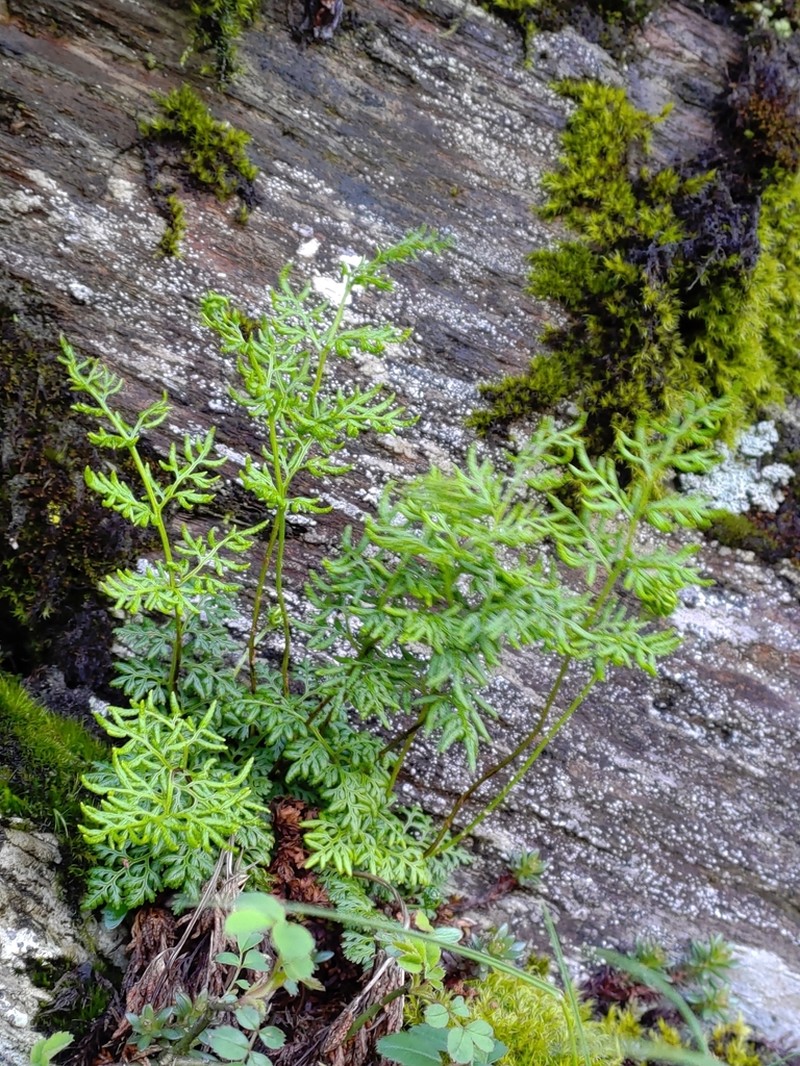 Cryptogramma brunoniana photo 7