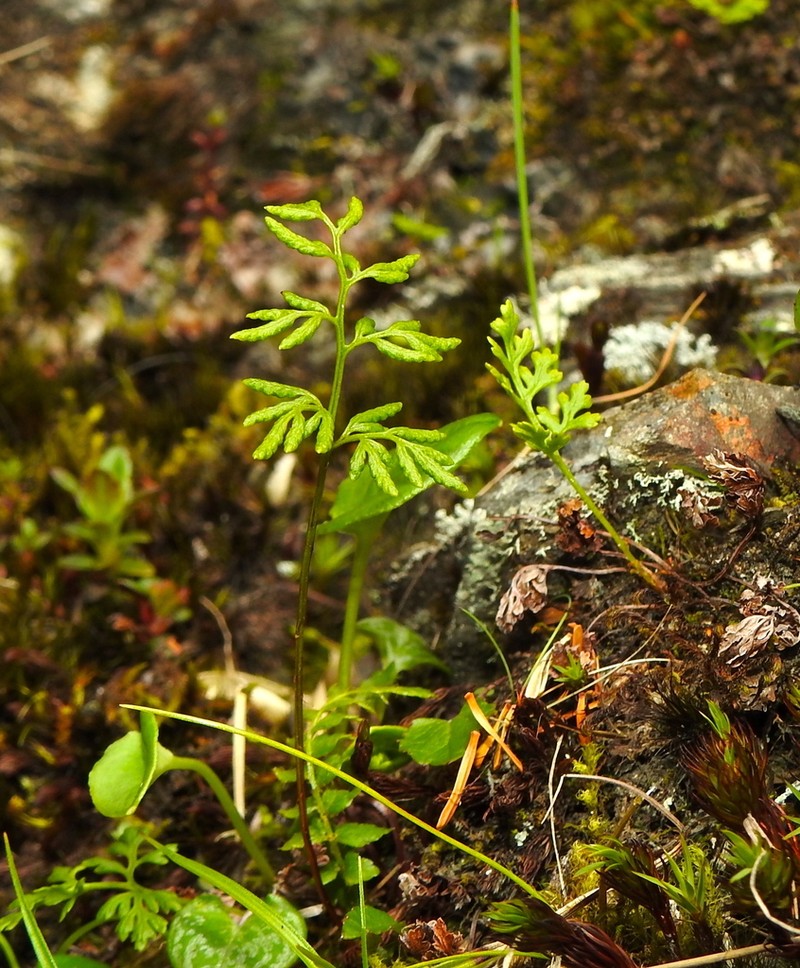 Cryptogramma brunoniana photo 8