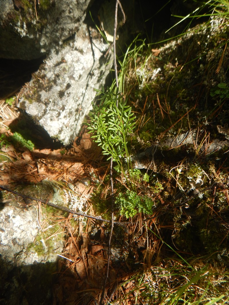 Cryptogramma brunoniana subsp. raddeana