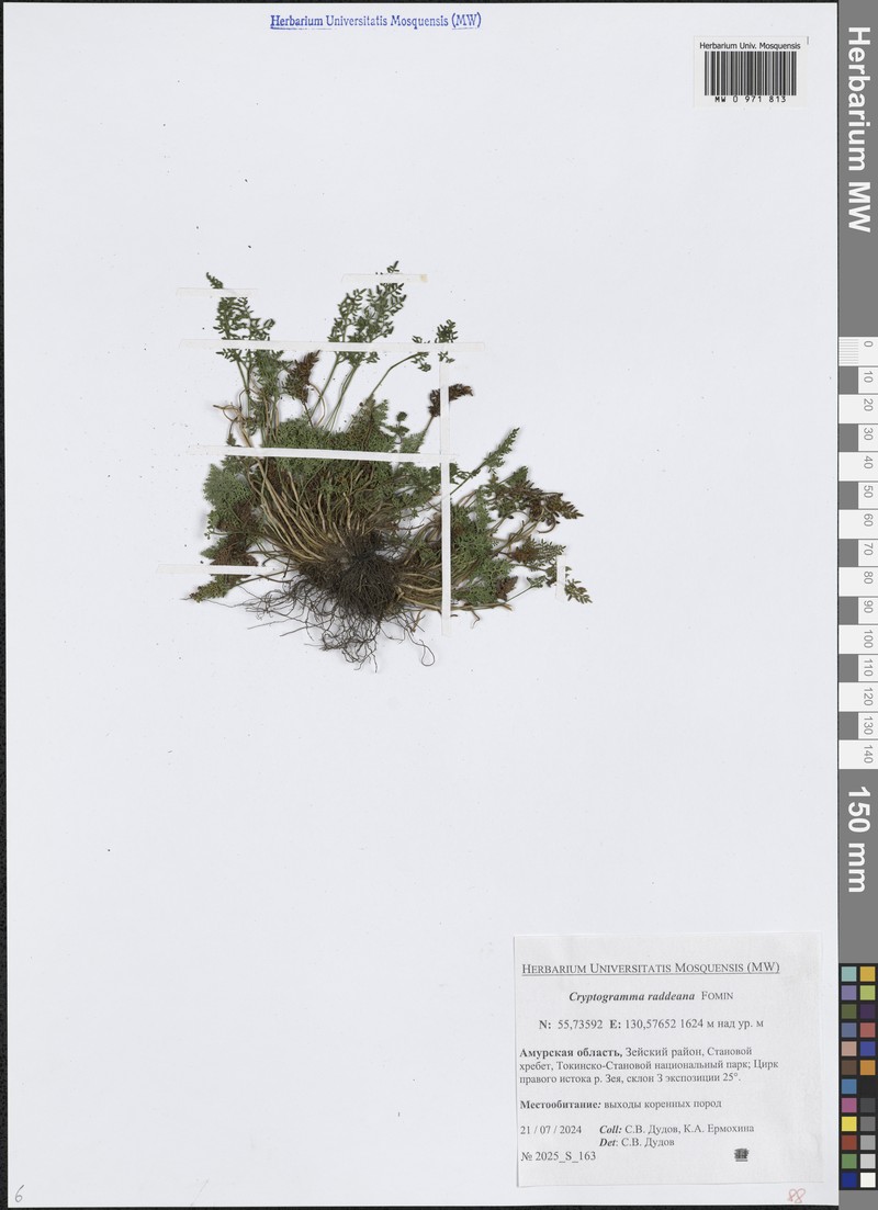 Cryptogramma brunoniana subsp. raddeana photo 2