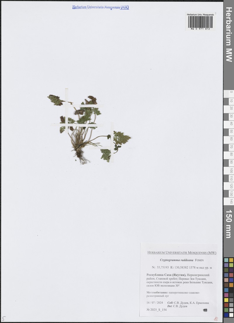 Cryptogramma brunoniana subsp. raddeana photo 3