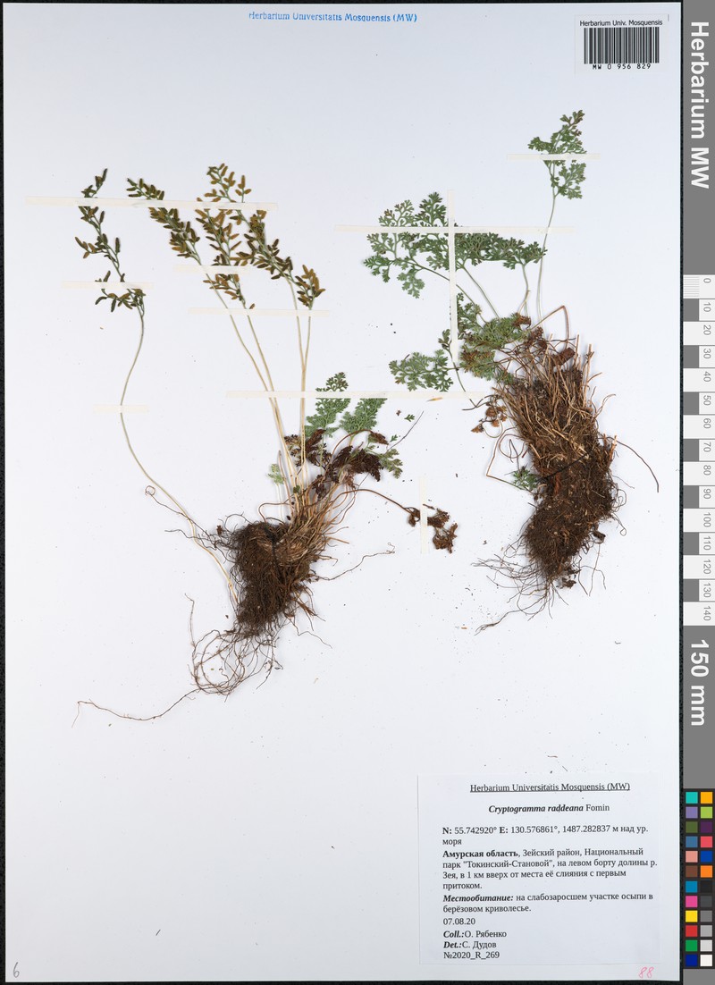 Cryptogramma brunoniana subsp. raddeana photo 4