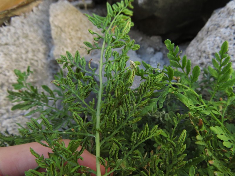 Cryptogramma fumariifolia