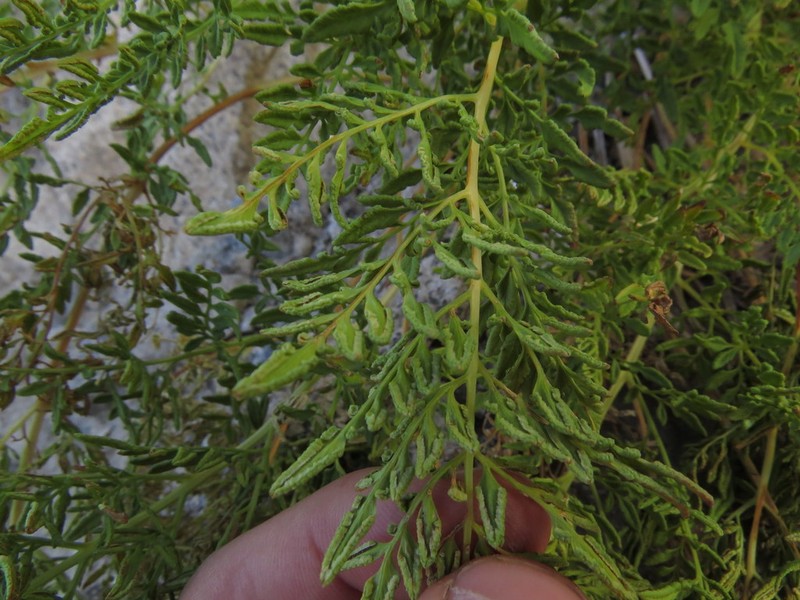 Cryptogramma fumariifolia photo 2