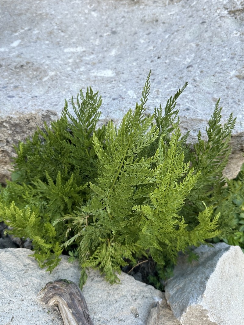 Cryptogramma fumariifolia photo 3