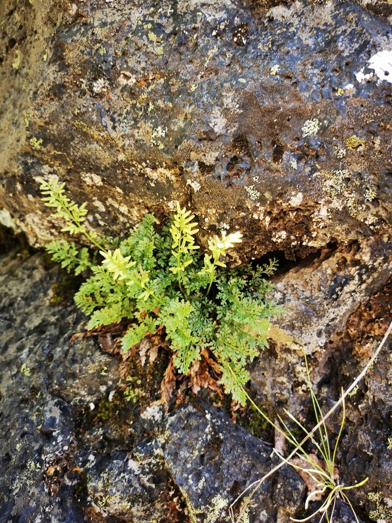 Cryptogramma fumariifolia photo 4