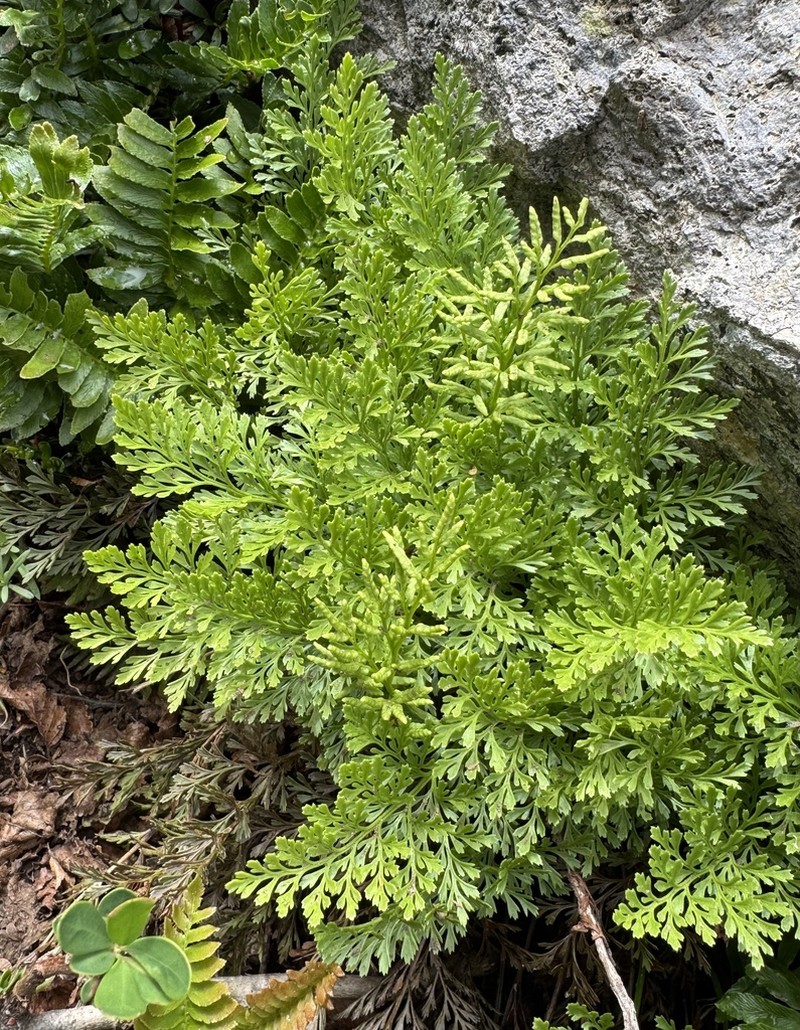 Cryptogramma fumariifolia photo 5