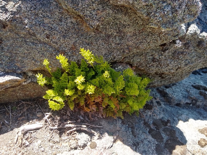 Cryptogramma fumariifolia photo 6