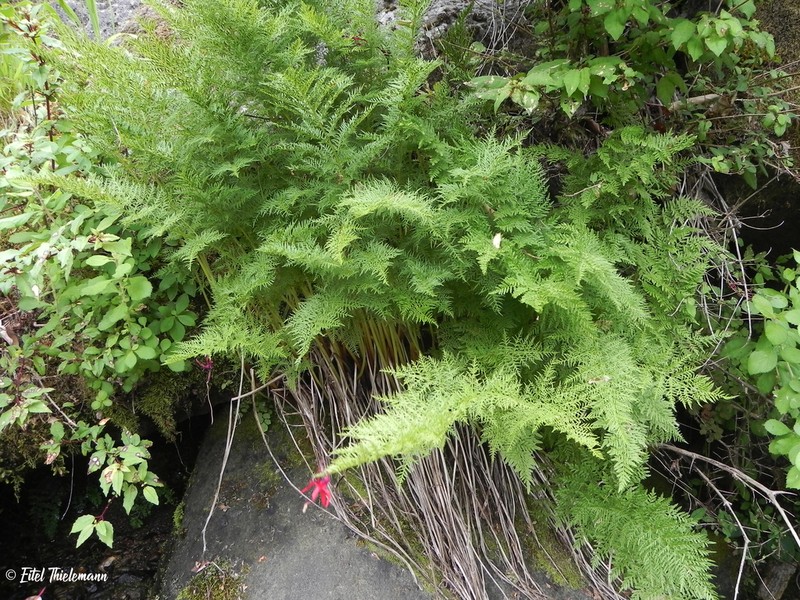 Cryptogramma fumariifolia photo 7