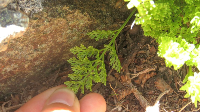 Cryptogramma fumariifolia photo 8